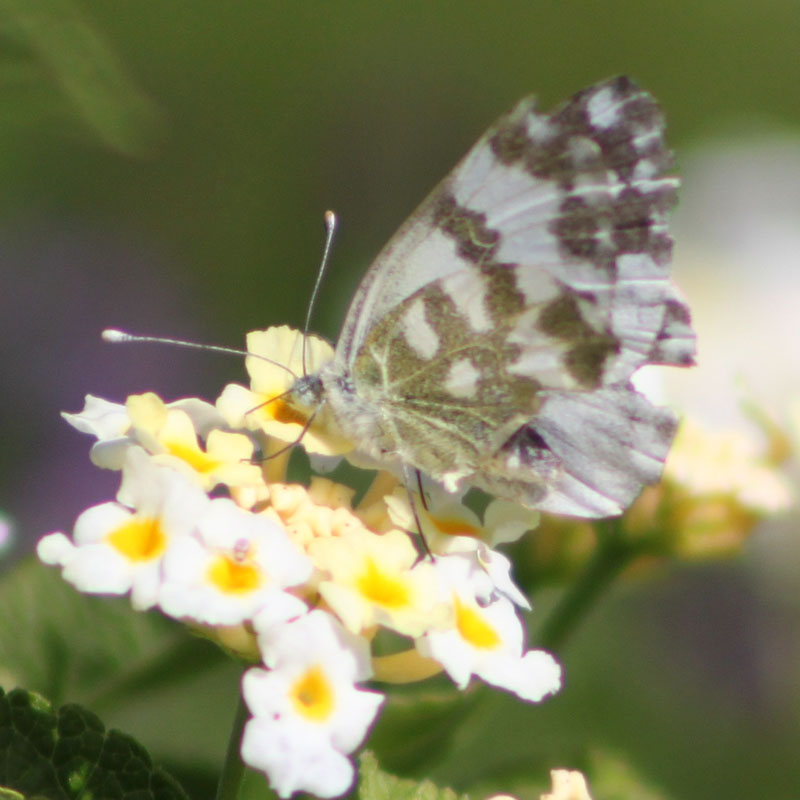 Pontia edusa